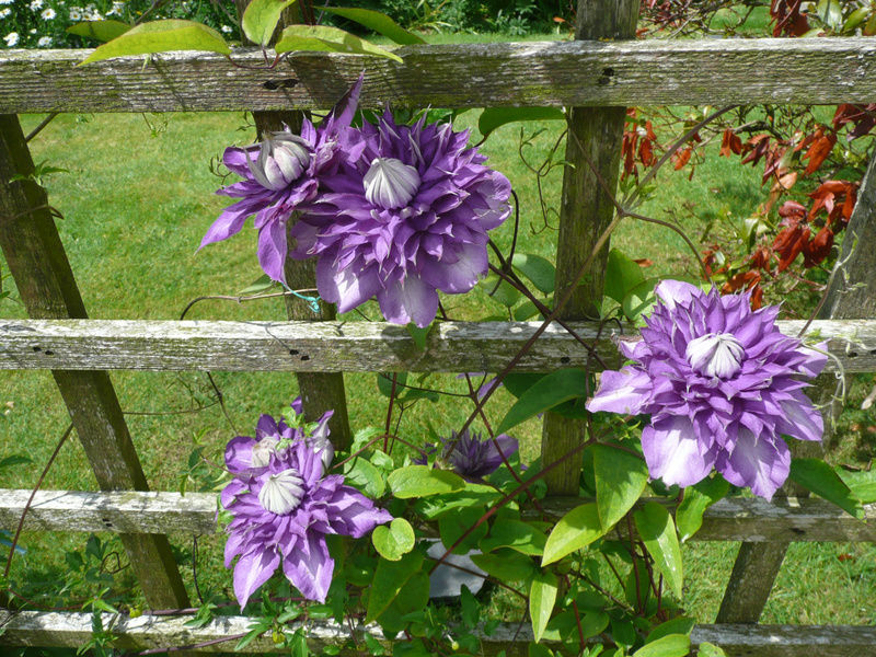 Aard Oakleigh Bed and Breakfast Bennettsbridge Buitenkant foto